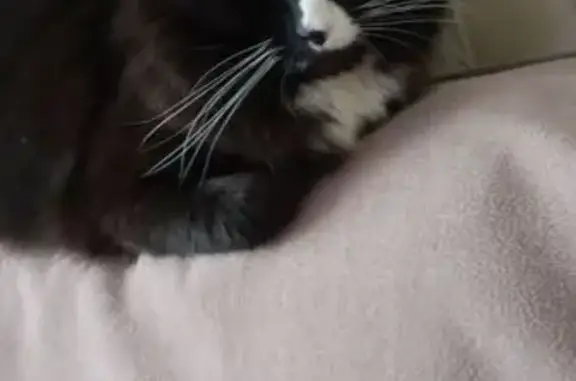 Пропал кот, улица Победы, 10, городской округ Воткинск - домашний молодой, 3 года - photo