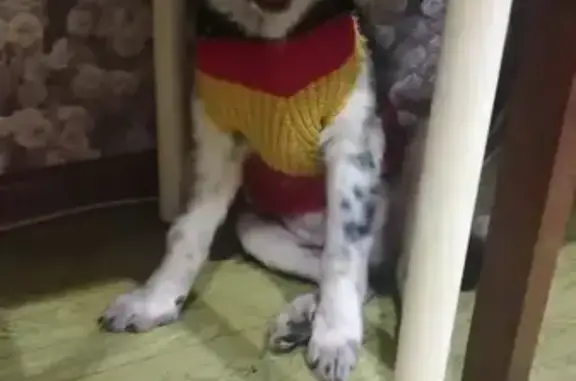 Пропал щенок, Волгоград - черно-белый с коричневыми бровками - photo