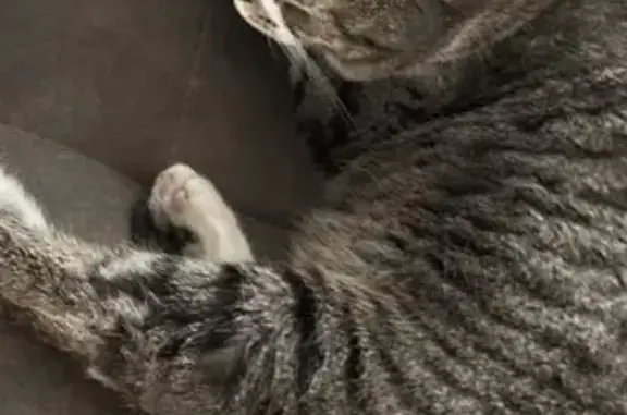 Пропал кот, улица Веницианова, 9, Горячий Ключ - photo