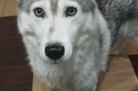 Пропала собака, улица Радищева, городской округ Липецк - девочка породы сибирский хаски - photo