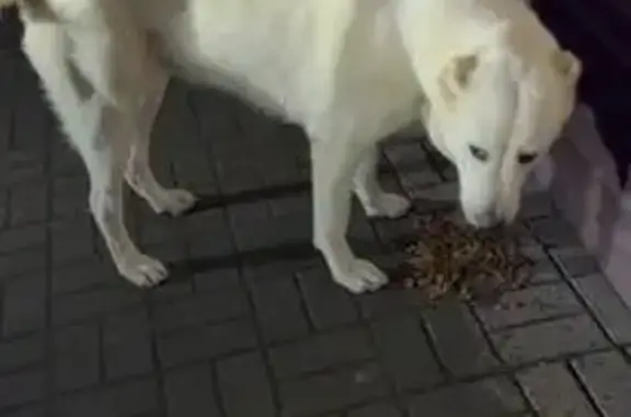 Найдена собака, Ростов-на-Дону, фото: Найдена собака, улица Либкнехта, Ростов-на-Дону - алабай, девочка