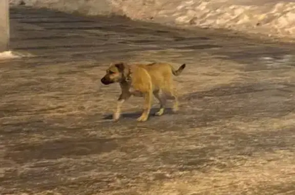 Найдена собака, Москва, фото: Найдена собака, Дмитровское шоссе (дублёр), 122Г к1 с3, Москва