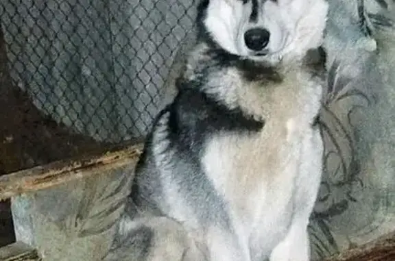 Пропал собака, улица имени Кирова, 86, Калининск - photo