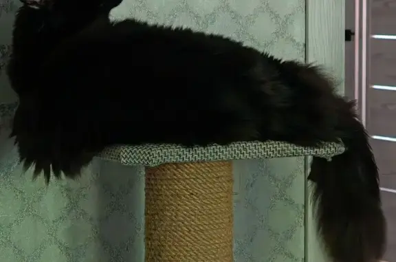 Пропал кот, Кузнецкая улица, 73А, Волгоград - мейн кун, пушистый хвост - photo