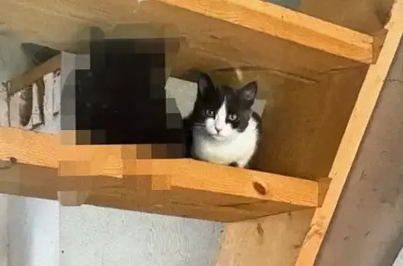 Пропала кошка, Заливная улица, 2, Отрадовский сельсовет - откликается на Бусю - photo