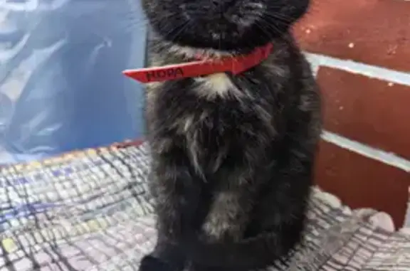 Пропала кошка, Спортивная улица, 4А, Черняховск - трёхцветная с жёлтым ошейником - photo