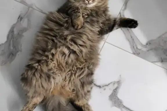 Пропала кошка, проезд 52-й квартал, 2, Темрюк - русо-черный окрас, пушистая - photo