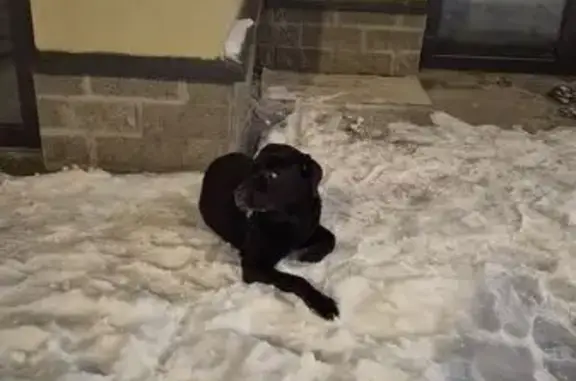 Найдена собака, Стрельна, фото: Найден собака, мужской, улица Константина Тимошинина, 7 к1, Стрельна - черный ретривер/лабрадор