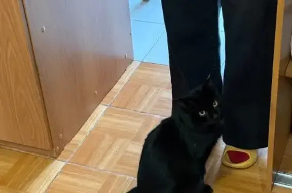 Пропал кот, Цимлянская улица, 17А, Иркутск - белые пятнышки на шее и пузике - photo