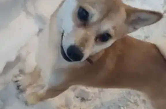 Найдена собака, Удельная, фото: Найден собака, улица Горячева, 30, Удельная - игривый рыжий мальчик