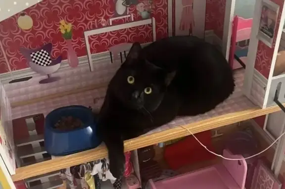 Кошки потеряшки, Семилуки, фото: Потеряшка кот, Транспортная улица, 12, Семилуки - угольно чёрный с надорванным ушком