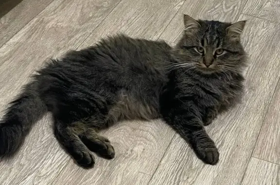 Пропал кот, мужской, улица Бондаренко, 14, Тула - photo