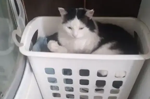 Пропала кошка, Карповская улица, Павловский Посад - белый с черным окрасом - photo