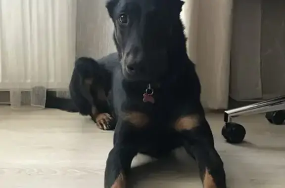 Пропала собака, улица Марины Цветаевой, Королёв - чёрная французская овчарка с рыжими подпалинами - photo