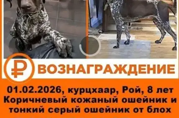 Пропал собака, Медведовское сельское поселение, Медведовская - порода курцхаар - photo