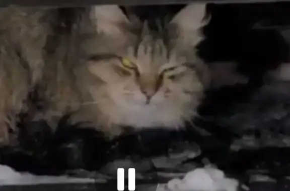 Найдена кошка, Санкт-Петербург, фото: Найдена кошка, Белградская улица, 16, Санкт-Петербург - пушистый и разговорчивый