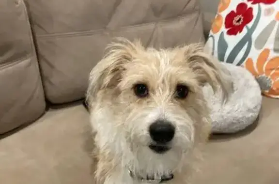 Пропал собака, Кавалерийская улица, 5, Барнаул - светло рыжий с белой грудкой - photo