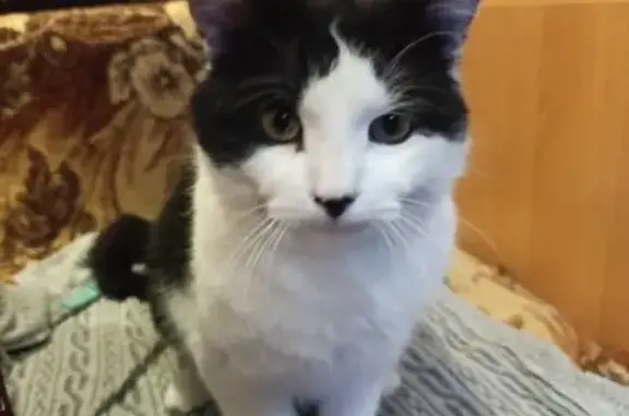 Найдена кошка, Курск, фото: Найден кот, улица Малышева, 8А, городской округ Курск - чёрно-белый окрас