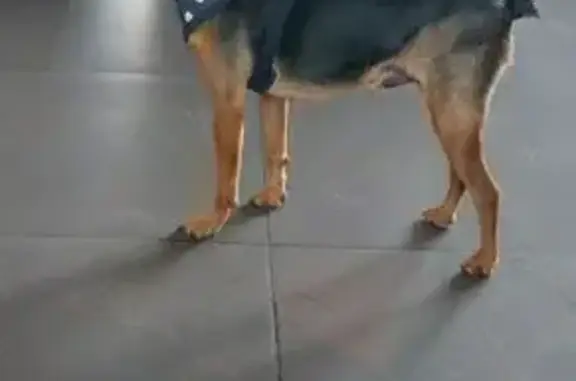 Пропал собака, 30, Сухарево - чёрного окраса с рыжим подпалом - photo