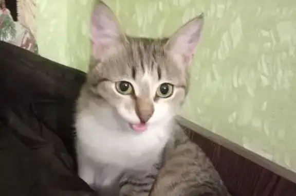 Найдена кошка, Саранск, фото: Найдена кошка, улица Пушкина, 26, Саранск - молодая, миниатюрная, ласковая