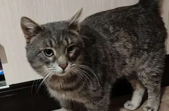 Найдена кошка, Саратов, фото: Найден кот, улица Уфимцева, 3А, Саратов - серый с подстриженными когтями