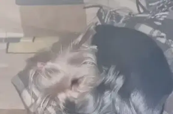 Найдена собака, Санкт-Петербург, фото: Найдена собака, Заневский проспект, 23, Санкт-Петербург - ухоженная с розовой резиночкой