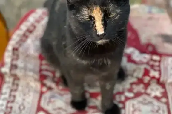 Пропала кошка, Беломорская улица, 85, Хабаровск - черепахового окраса, не боится людей - photo