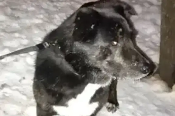 Найдена собака, Санкт-Петербург, фото: Найден собака, проспект Культуры, 19Б, Санкт-Петербург - метис лабрадора