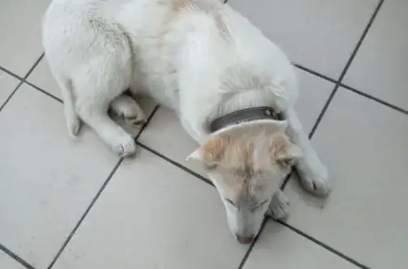 Найдена собака, Томск, фото: Найдена собака, Шегарский переулок, Томск - молодой и доверчивый