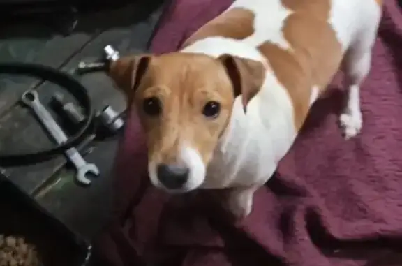 Найдена собака, Белоозёрский, фото: Найдена собака, Белоозёрский, Московская область - ласковая джек рассел терьер