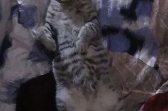 Пропал кот, Зелёная улица, 5А, Красноармейск - серый с полосками - photo