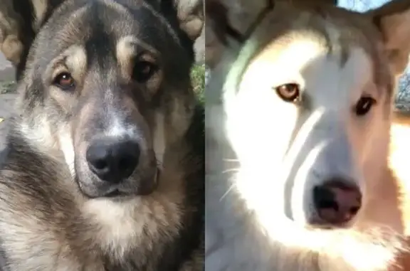 Пропал собака, Крайчиковское, Омская область - западно-сибирская лайка по кличке Граф - photo