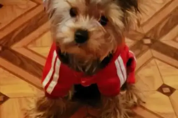 Потерянные животные Санкт-Петербург, фото: Пропала собака, девочка, улица Стахановцев, 10 к3, Санкт-Петербург