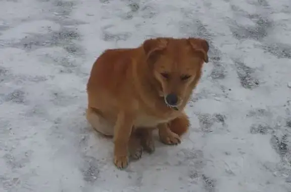 Найдена собака, Красноярск, фото: Найден собака, проспект Металлургов, 12, Красноярск - рыжий с поводком
