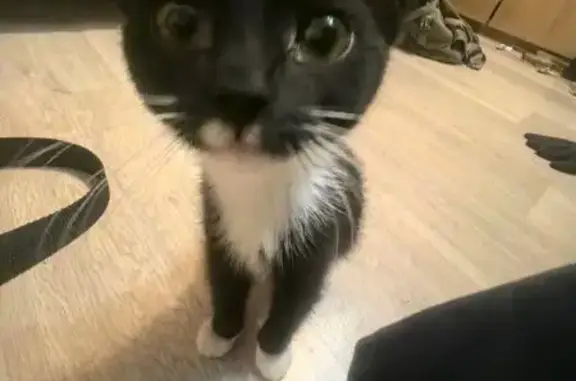 Пропала кошка, Донбасская улица, 16, Екатеринбург - чёрно-белая с пятнышками - photo