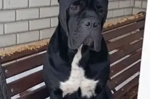 Пропал собака, улица Матросова, 289, Курганинск - годовалый парень с клеймом - photo