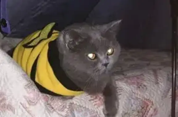 Пропала кошка, проспект Кулакова, 67/2, Ставрополь - британская короткошёрстная, светло-серая - photo