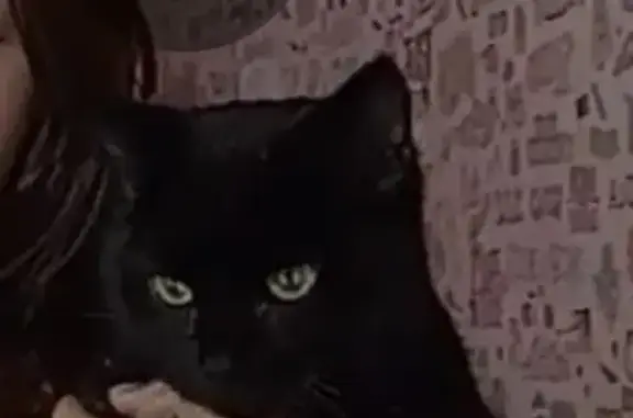 Пропала кошка, улица Революции, Алапаевск - чёрный, 6 мес. - photo