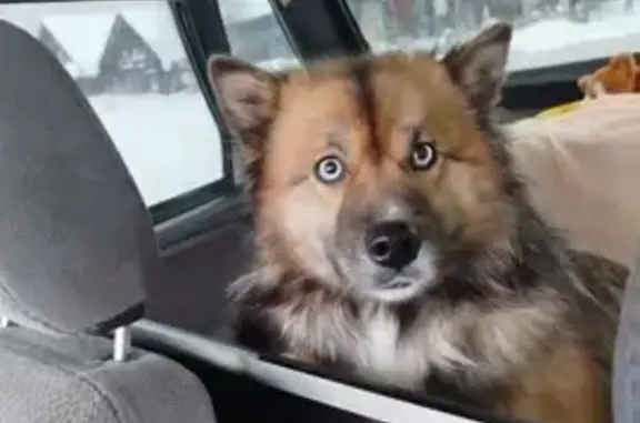 Пропал собака, улица Адмирала Ушакова, Екатеринбург - среднего роста, глаза как у хаски - photo