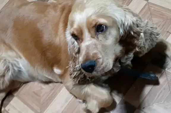 Пропала собака, девочка, Красновский сельсовет, Нефтегорск - photo