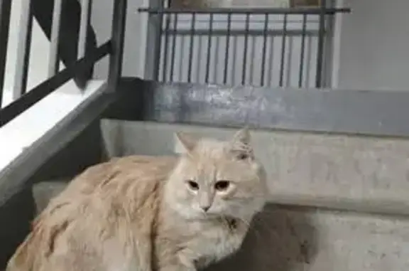 Найдена кошка, Красноярск, фото: Найден кот, Ольховая улица, 21, Красноярск - красивый рыжий