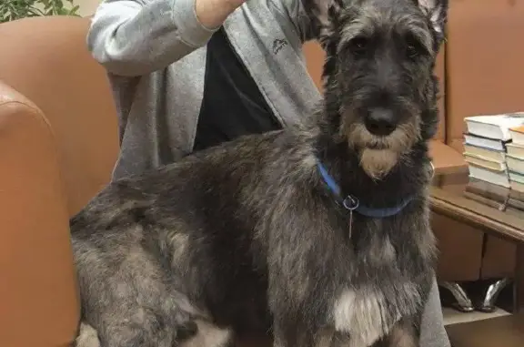 Пропал собака, Профсоюзная улица (дублёр), 140 к6, Москва - ирландский волкодав в синем ошейнике - photo