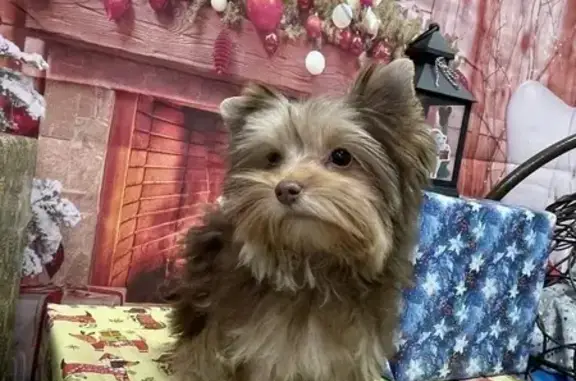 Пропал йоркширский терьер, Набережная улица, Майкоп - щенку 5 месяцев - photo