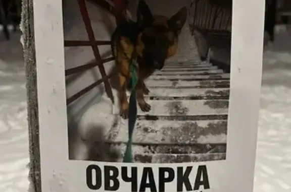 Найдена собака, Жуковский, фото: Найден собака, улица Дугина, 12/24, Жуковский - кобель породы овчарка