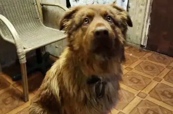 Найдена собака, Айдаровское, фото: Найдена собака, мужской, Айдаровское сельское поселение, Воронежская область - коричнево рыжий окрас