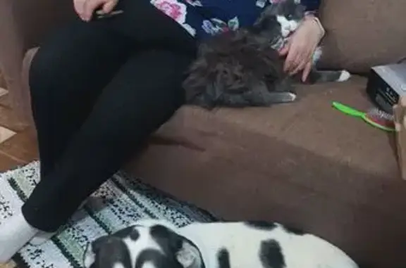 Пропал собака, улица Мелик-Карамова, Сургут - белый окрас с черными пятнами - photo