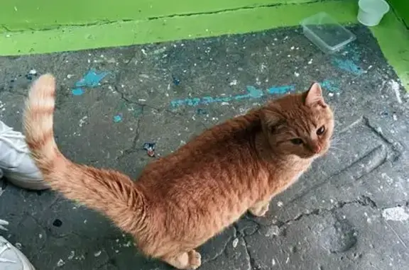 Найденные животные Томск, фото: Найден кот, улица Елизаровых, Томск - рыжий и ласковый