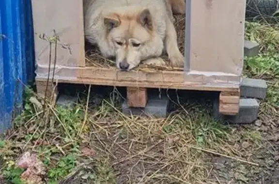 Пропал собака, улица Гоголя, 14, Королёв - светло персиковый - photo
