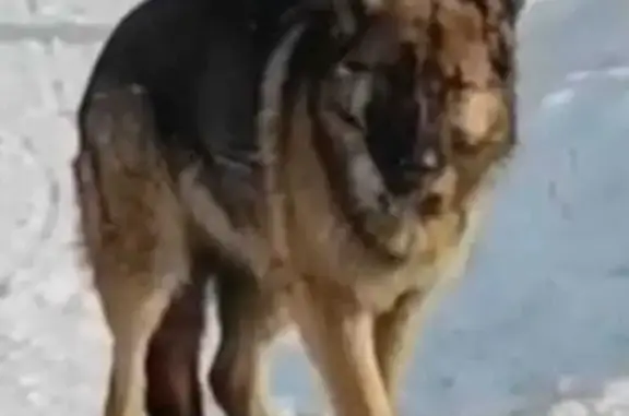 Пропала собака, улица Карла Маркса, 125, Рубцовск - окрас светлый обычный - photo