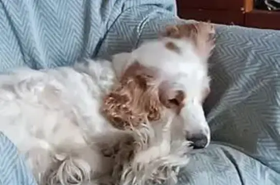 Собаки потеряшки, Орёл, фото: Потеряшка собака, Высокая улица, городской округ Орёл - белый с рыжими ушами